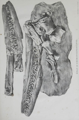2864
          <br/>
          Memoires of ichthyosauri and plesiosauri, Extinct monsters of the ancient earth
          <br/>
          <em></em>